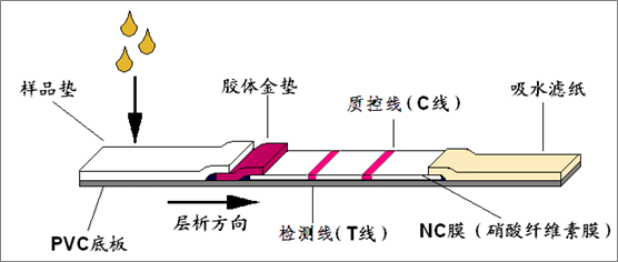 新冠病毒检测三剑客——核酸,抗原,抗体,你pick哪一个?