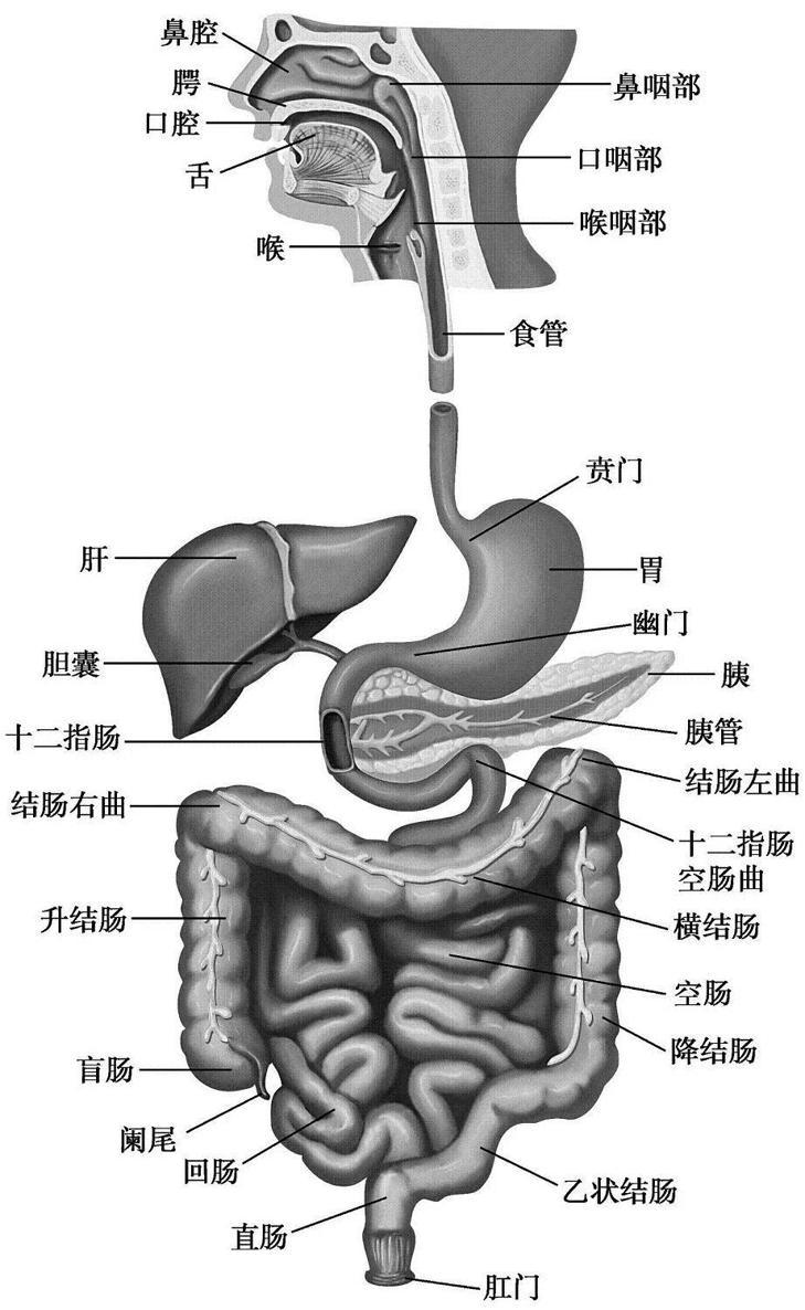 一 消化道