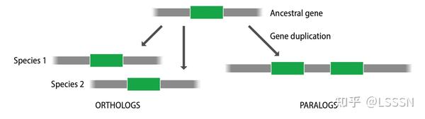 基因的同源性与相似性 - 知乎