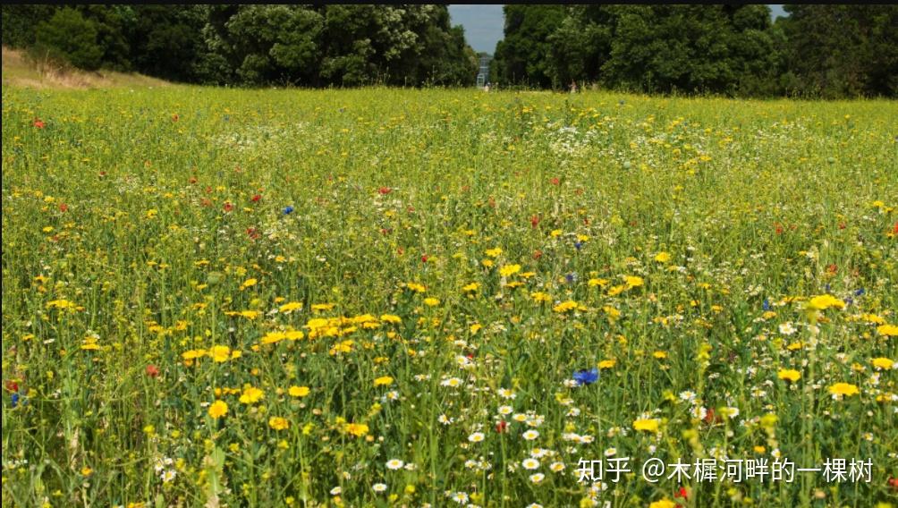 英国花园中的生态草本植物群落野花草甸