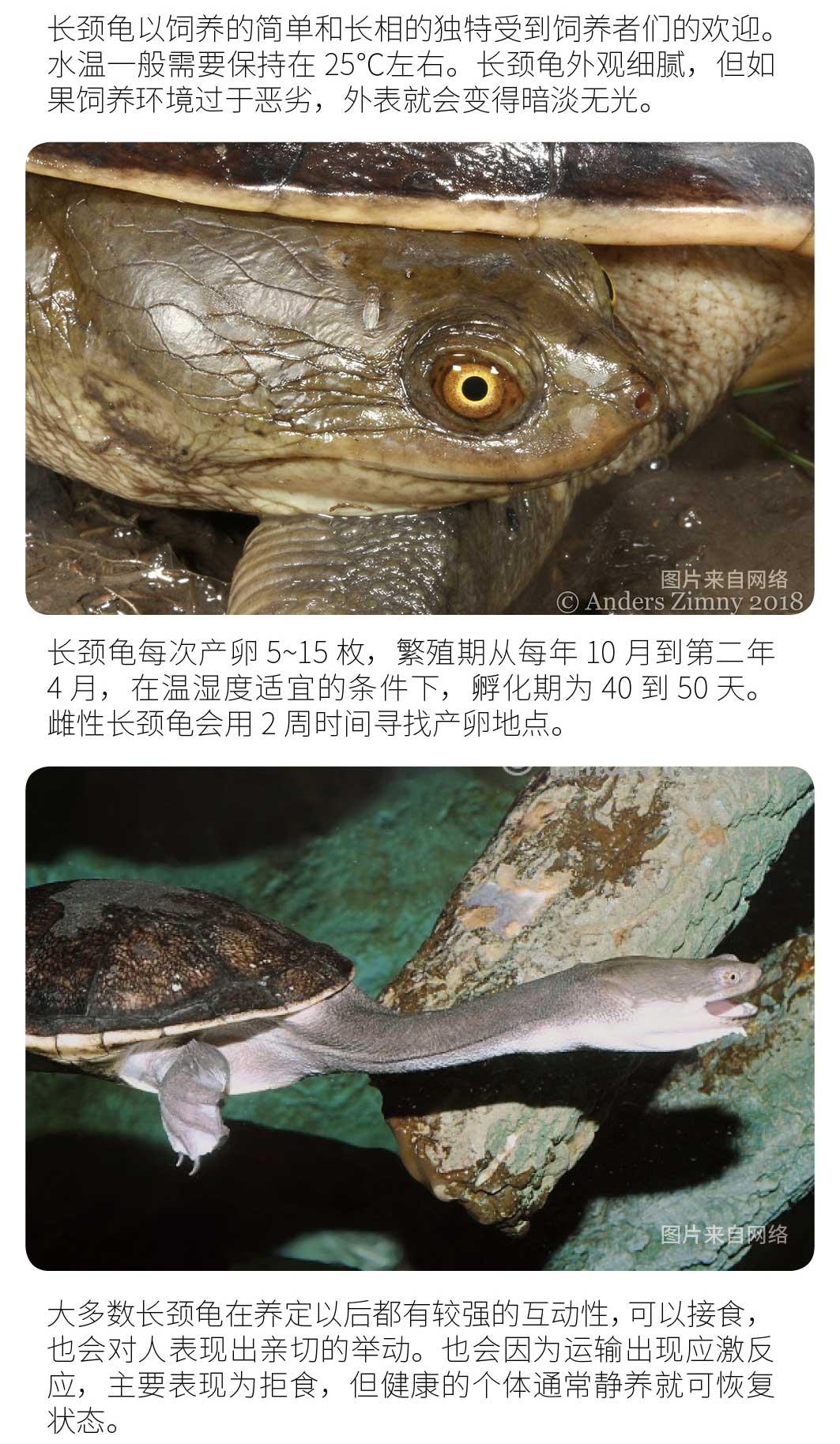 物种小谈┃长颈龟