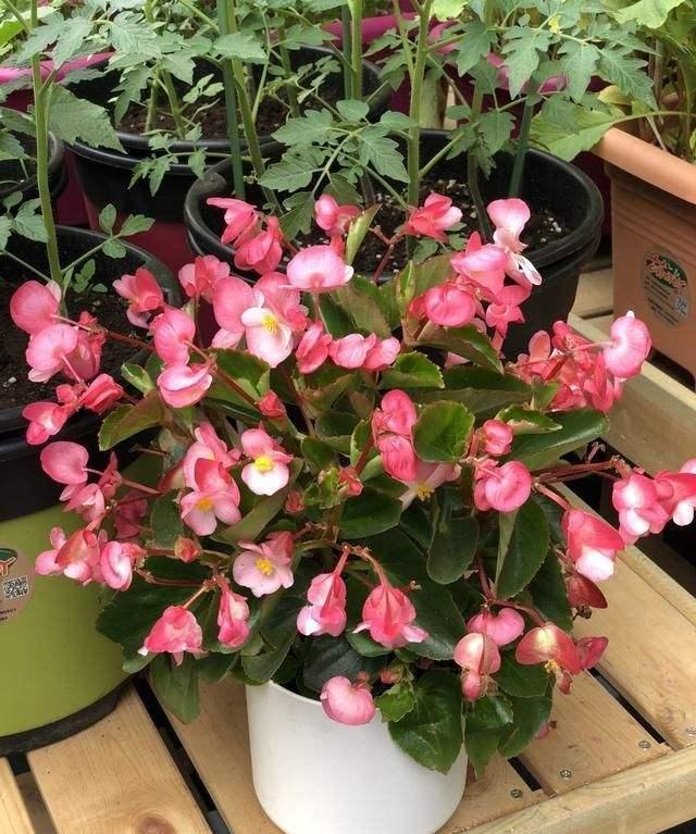 夏日精灵——玻璃翠