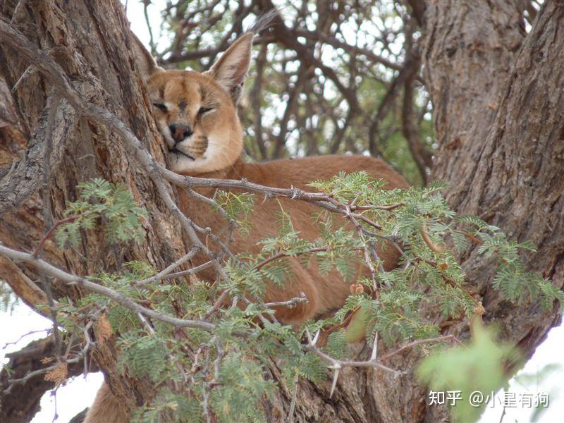 一,飞身捕鸟的假猞猁——狞猫(caracal,学名:caracal caracal)