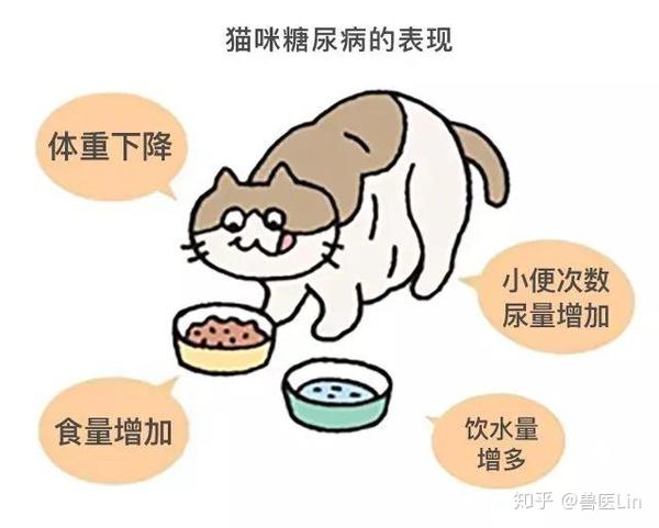 猫咪糖尿病有哪些表现？家长如何护理？ - 知乎