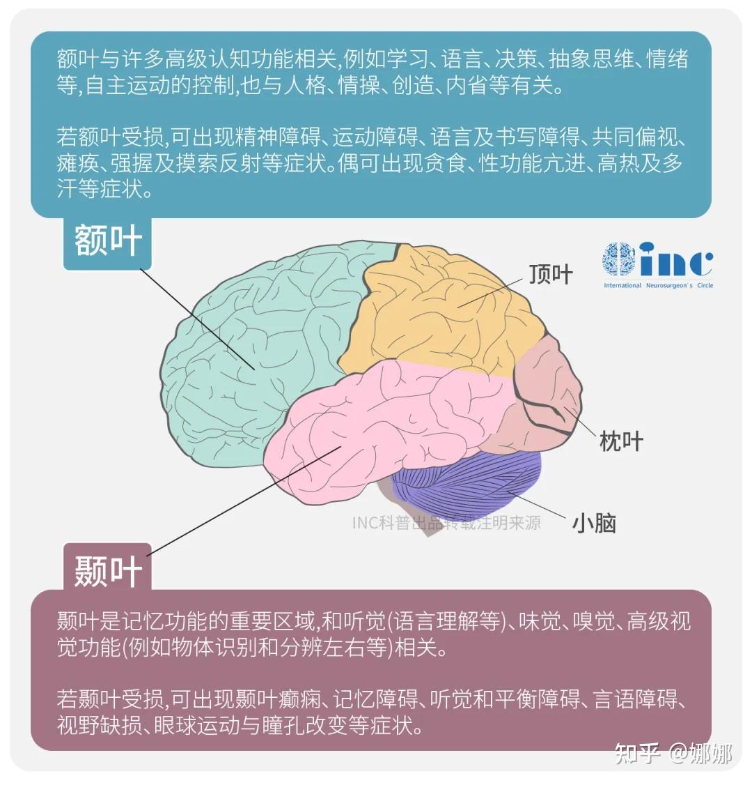 胶质瘤位置长的浅,风险低?额叶、颞叶、顶叶、枕叶和岛叶有什么区别? - 知乎