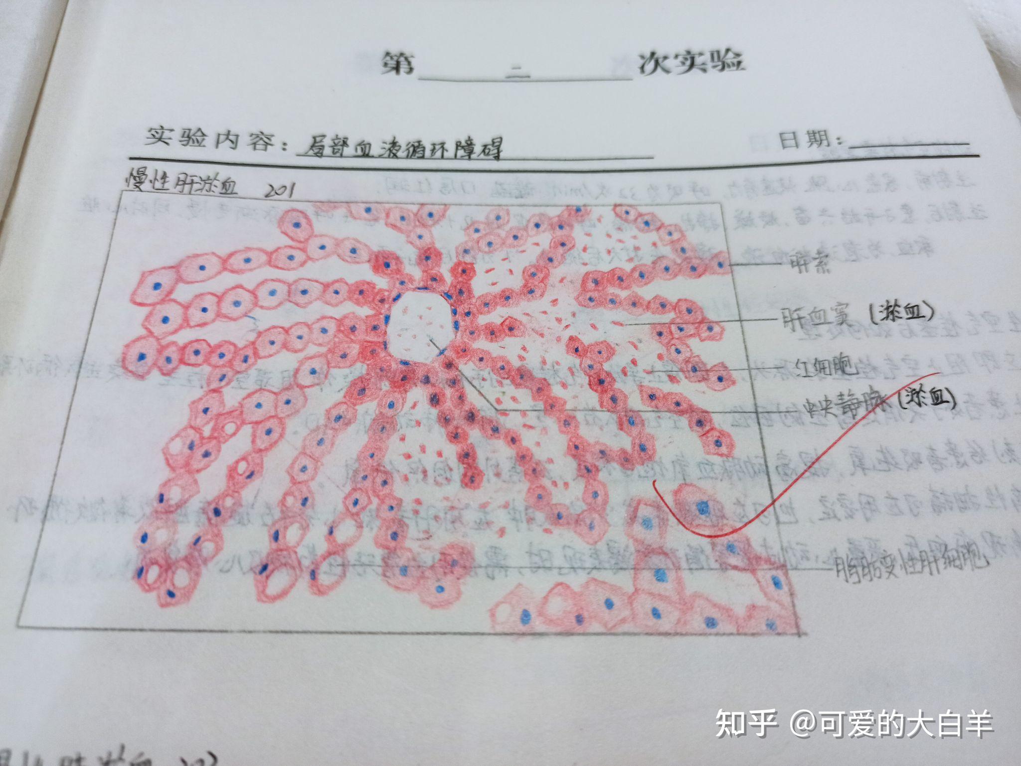 纤维细胞绘图图片