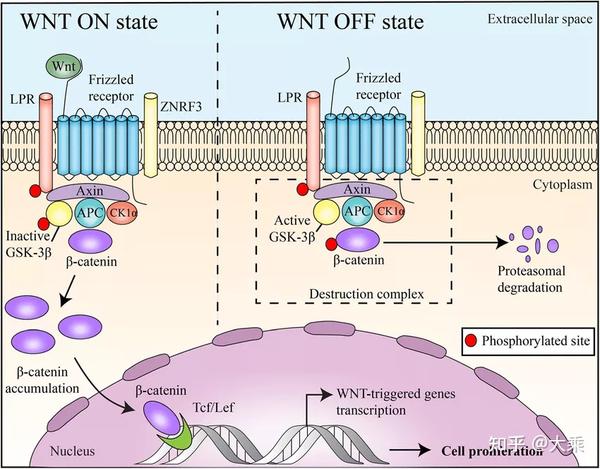 靶向结直肠癌wnt/β-catenin信号通路的天然小分子化合物 - 知乎