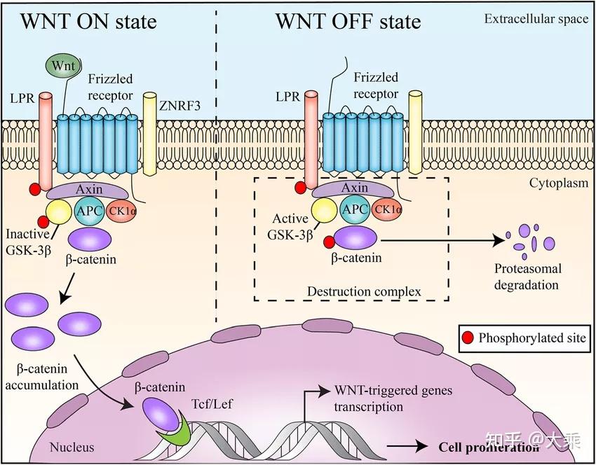 靶向结直肠癌wnt β Catenin信号通路的天然小分子化合物 知乎