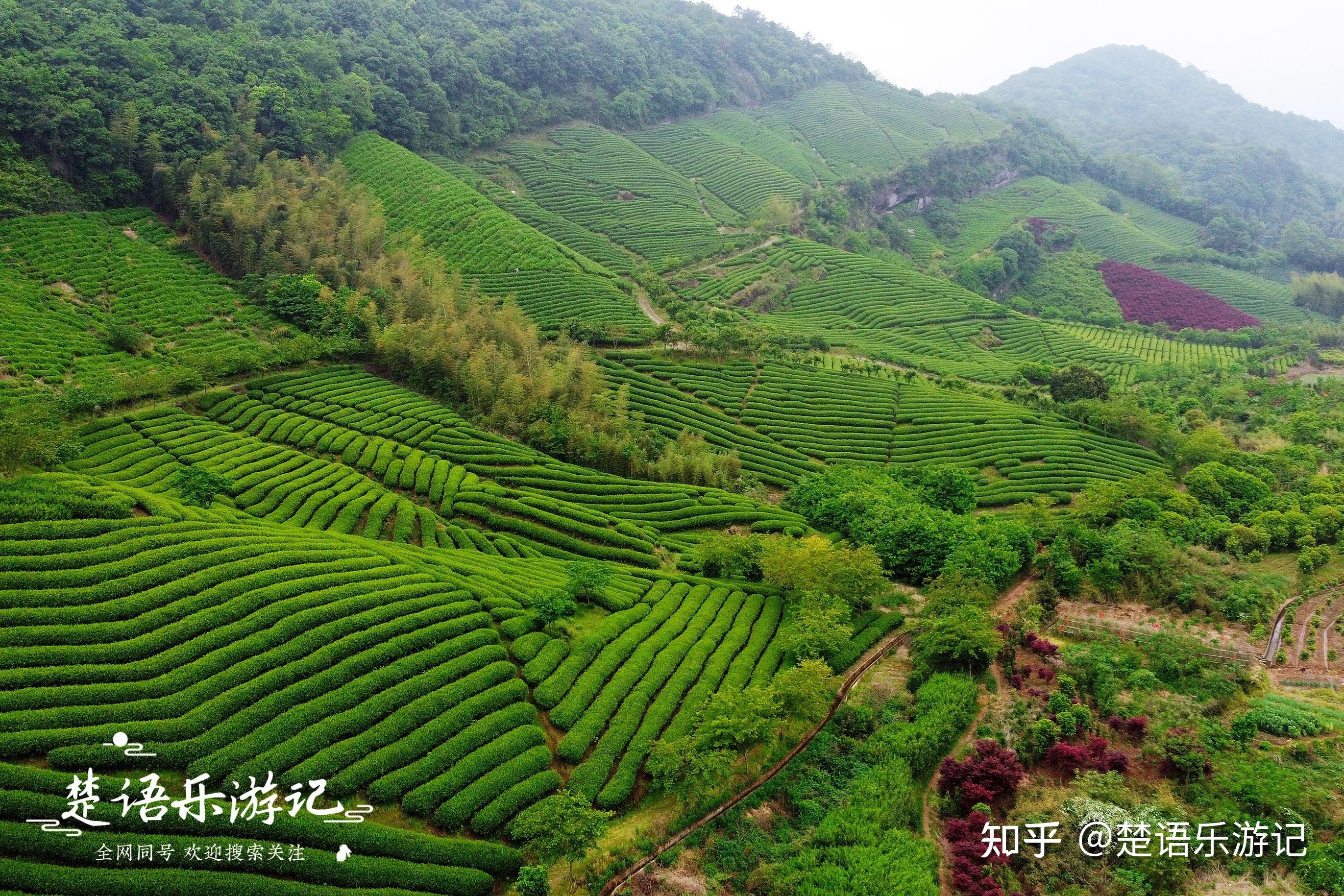 浙江这个山岙里清溪、茶园和樱桃美如画,成为露营胜地却少有人知 - 知乎
