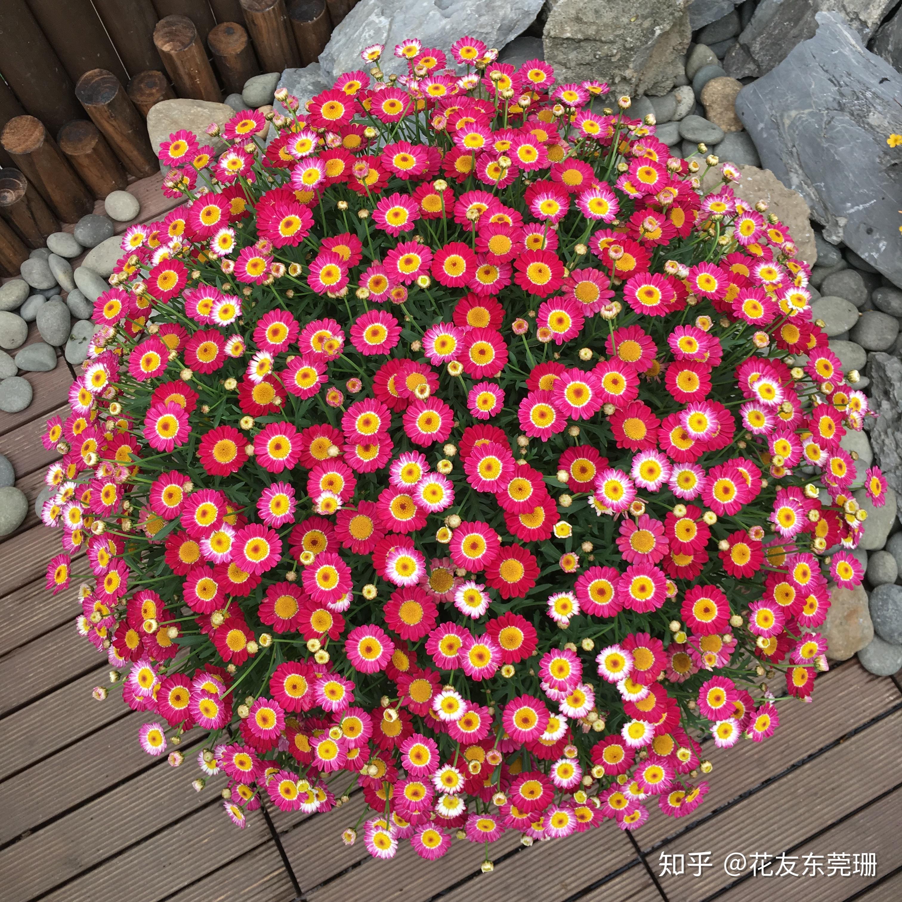 东莞珊种植分享 - 2017版玛格丽特种植成球笔记