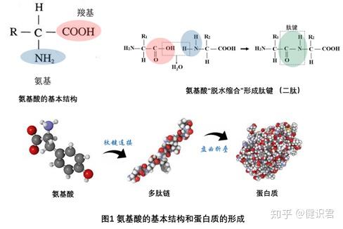 蛋白質與人體健康一蛋白質來源與攝入量