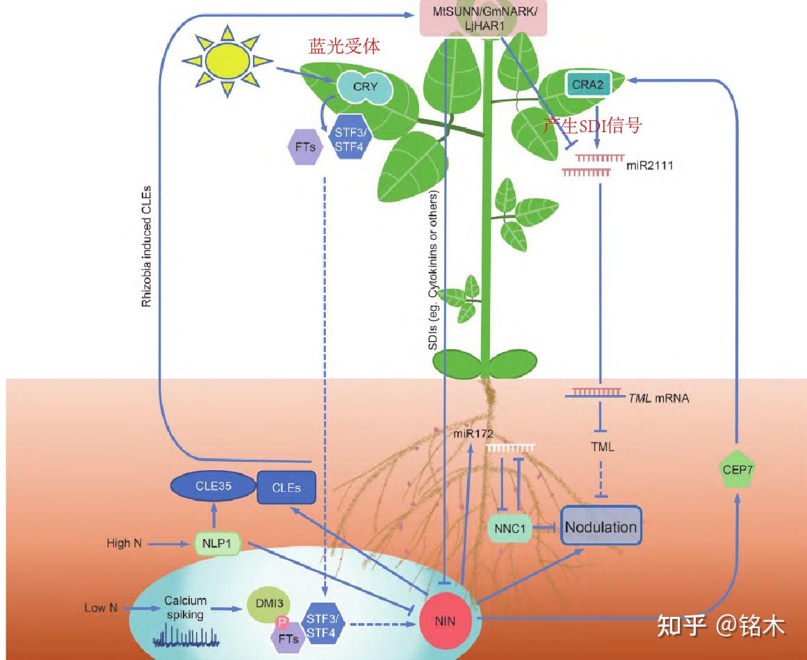 根瘤的发育过程 - 知乎