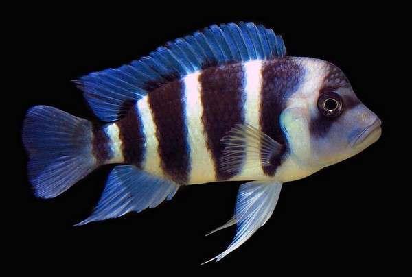 科普非洲三巨头三湖慈鲷上