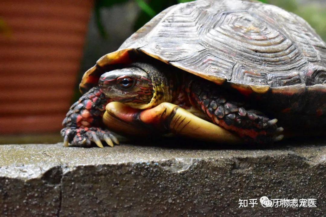 破碎的龟壳如何修复-家中基础救助指南 - 知乎