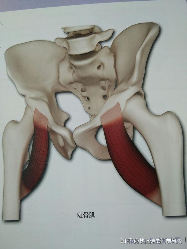 站立前屈伸展式中的骨盆與雙腳 - 知乎