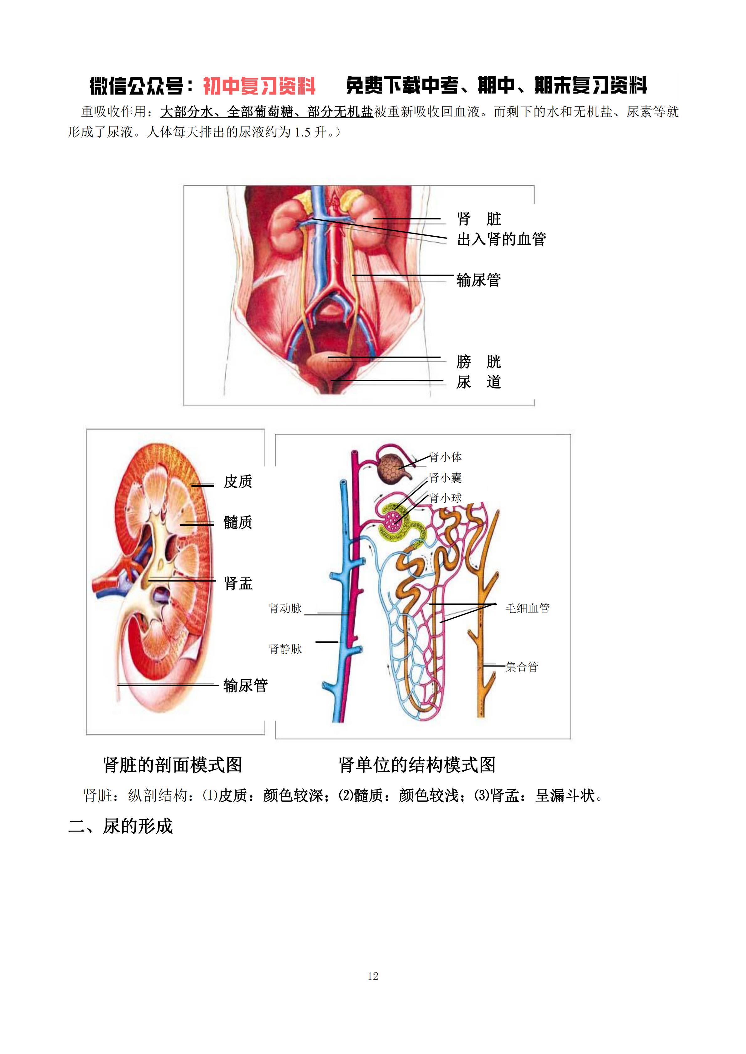 【北师大版】初中七年级下册生物知识点总汇