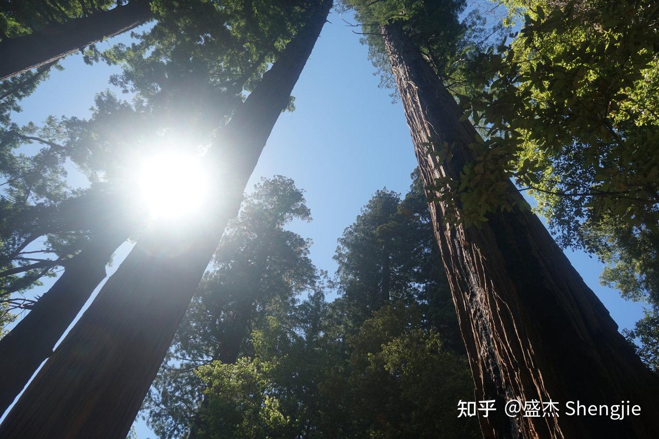 加州 California | 海边的亥伯龙 | 红杉国家公园(Redwoods National Park) - 知乎