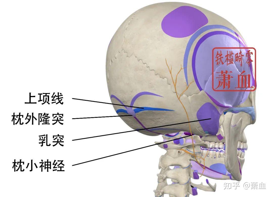 神经卡压|枕小神经 - 知乎