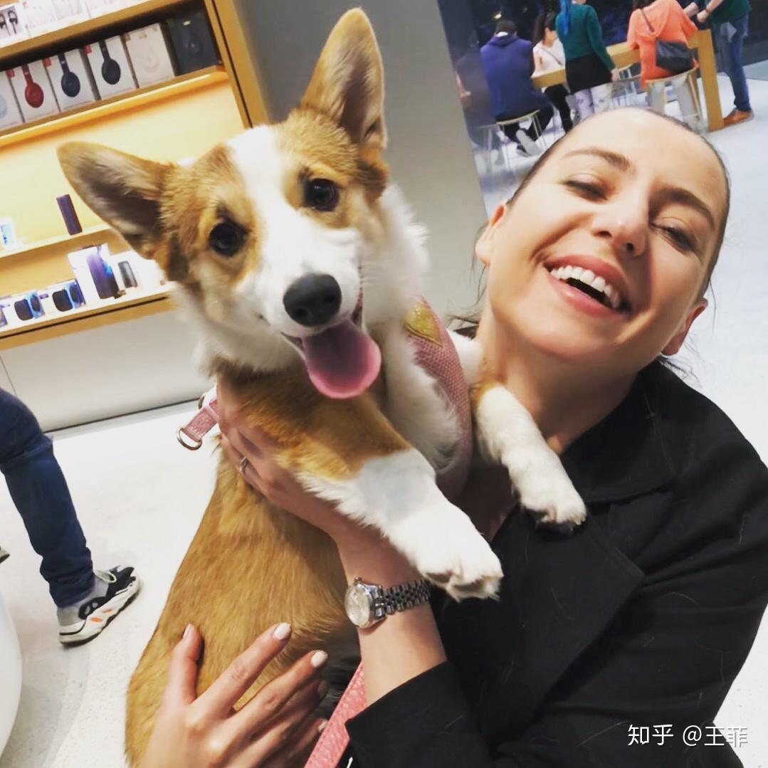 养柯基是一种怎样的体验?