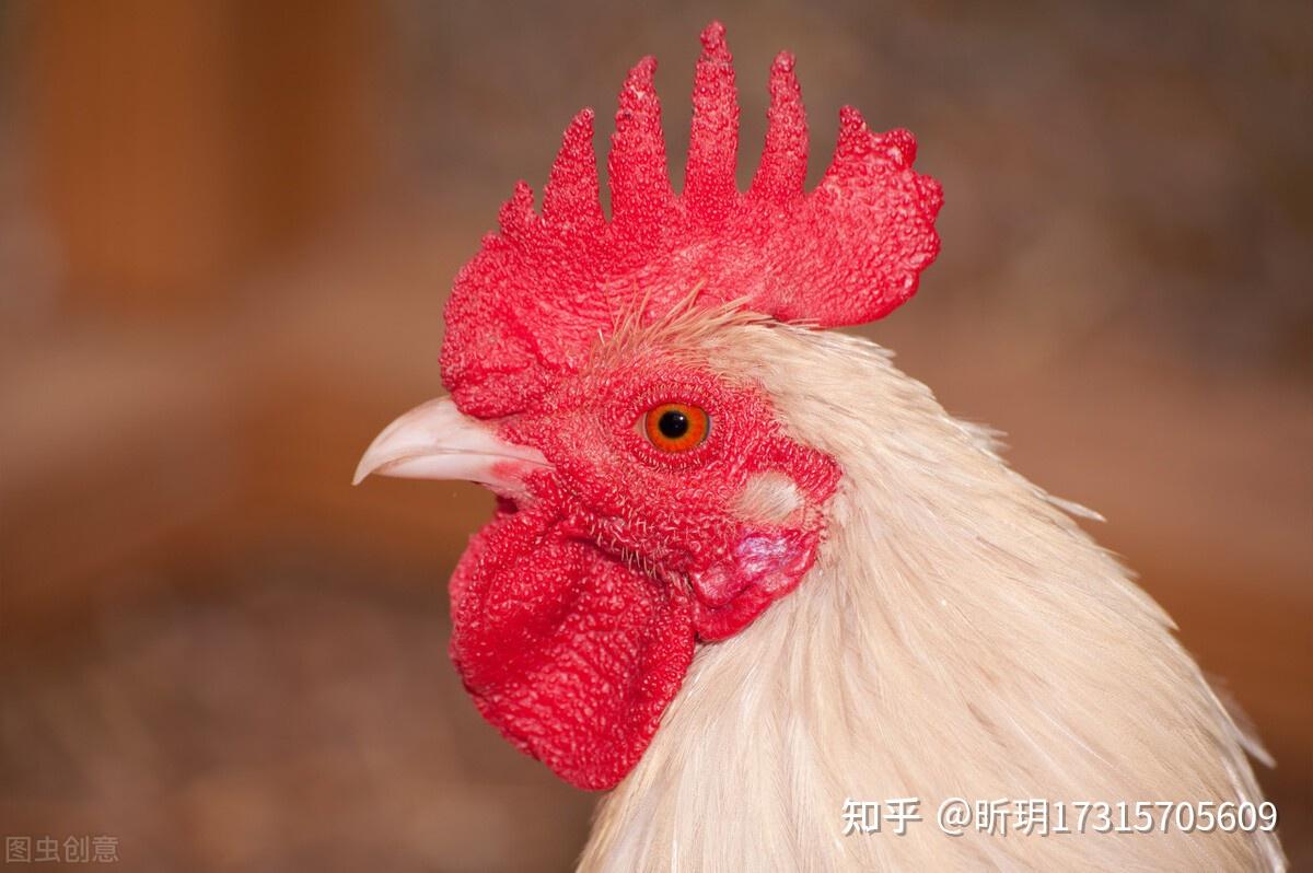 求助：鸡脸发紫（有图片） - 国鸡(麻鸡/黄鸡/土鸡)专区 - 鸡病专业网论坛