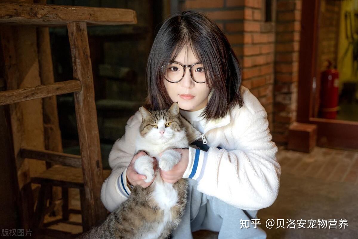 掌握正确的抱猫姿势,让你和猫咪更亲近! - 知乎