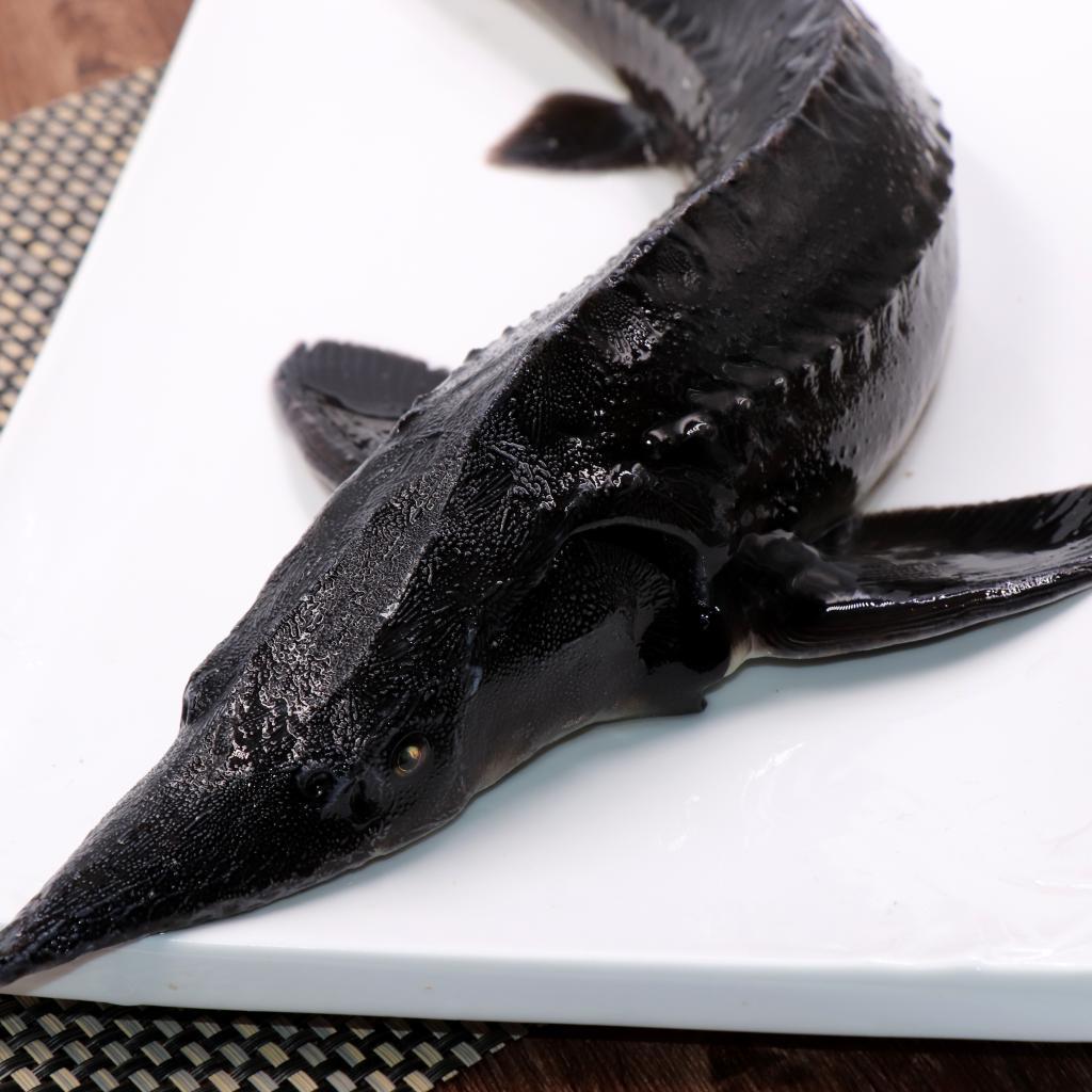 吃鲟龙鱼居然可以治病你知道吗