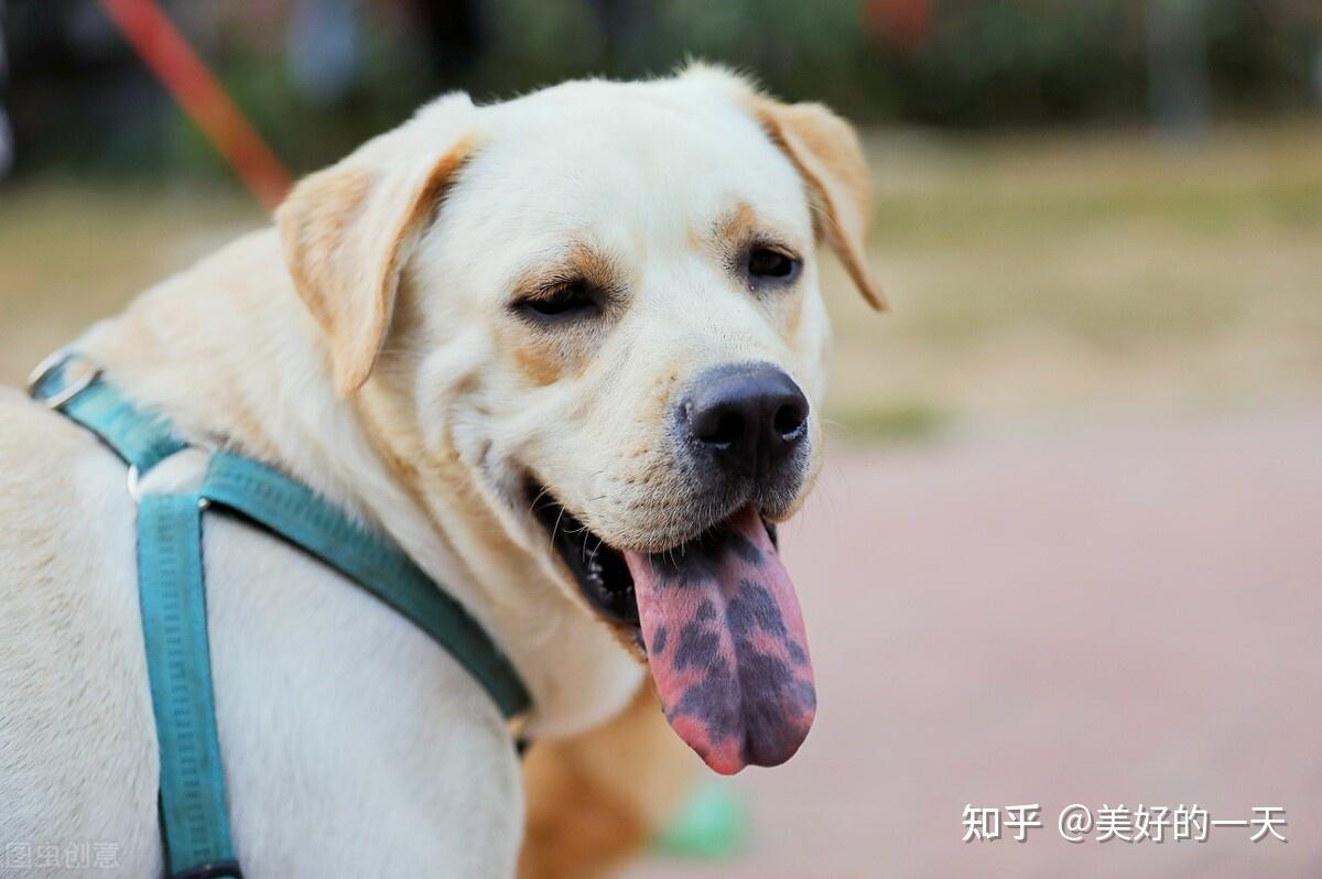而且花舌头的狗狗,对主人的忠诚度很高,一旦认定你,就会跟你一辈子.