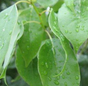 香樟叶：自然草本中的药用瑰宝 - 知乎