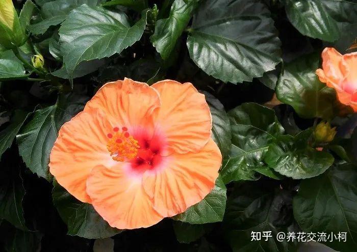 很多人养不好朱瑾,别人露养户外却可常年开花,环境太关键了 - 知乎