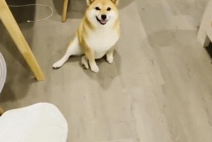 动图封面
