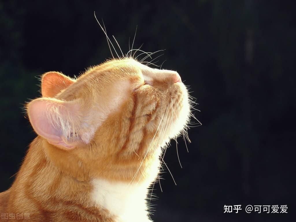 猫咪最爱闻这几种气味第三种闻到立马精神