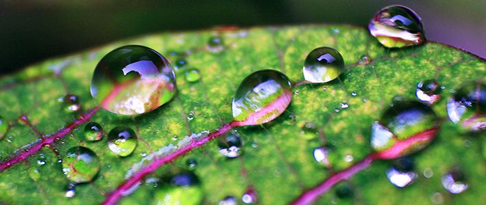 自然界那些神奇的现象——超疏水的魅力