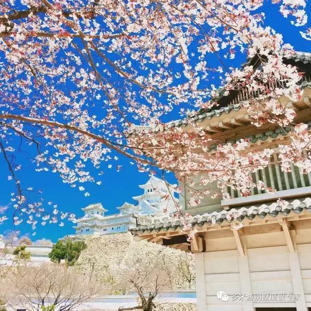 日本| 怎樣避開人山人海,尋找櫻花秘境? - 知乎