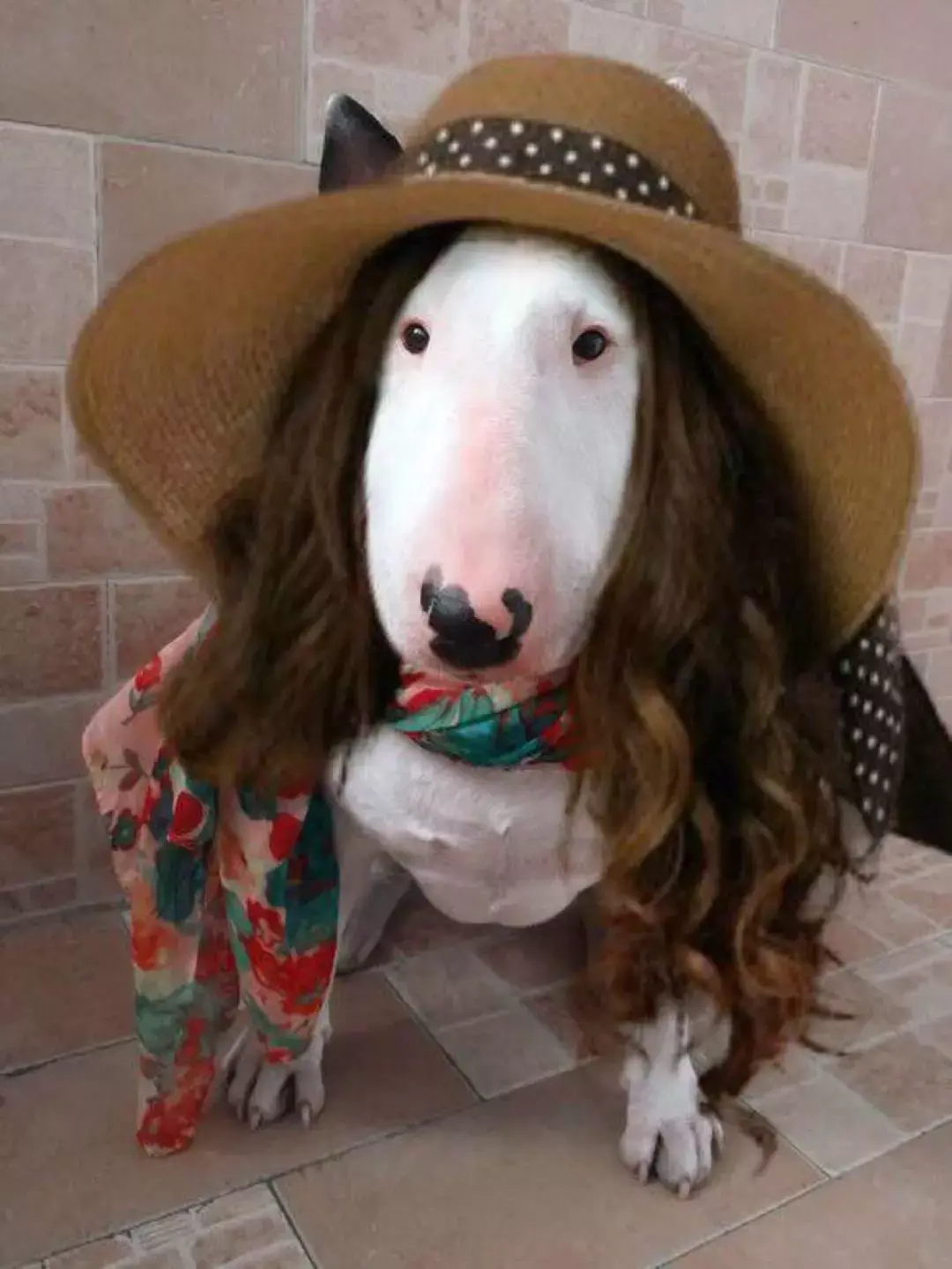 每日一宠:牛头梗 - 知乎