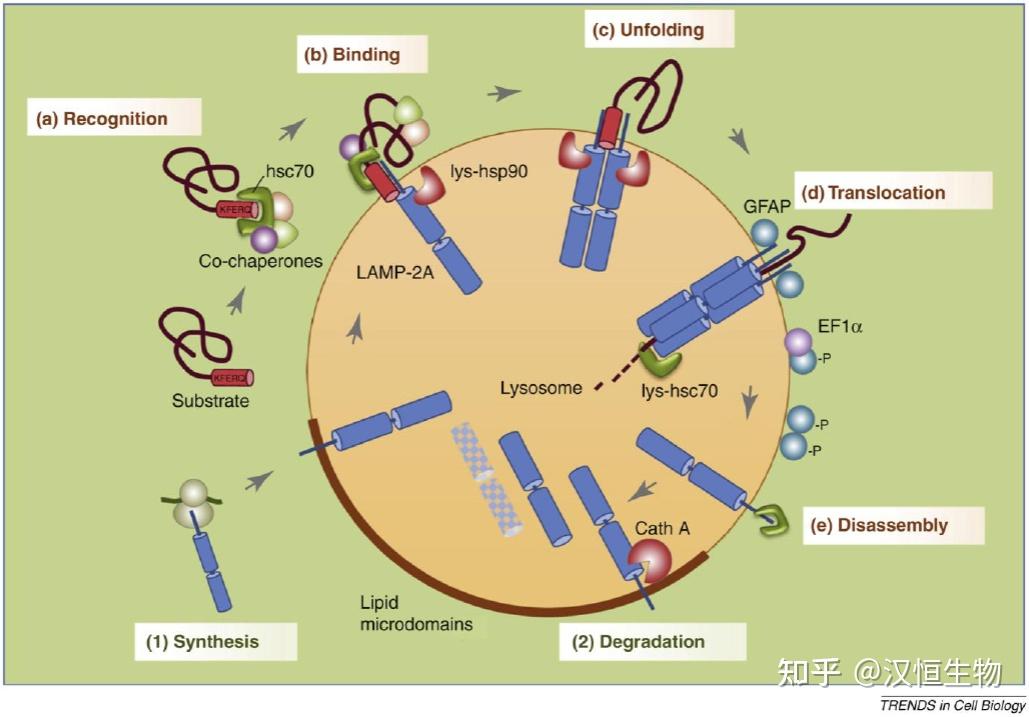 自噬干货分享系列之【分子伴侣介导的自噬】 - 知乎