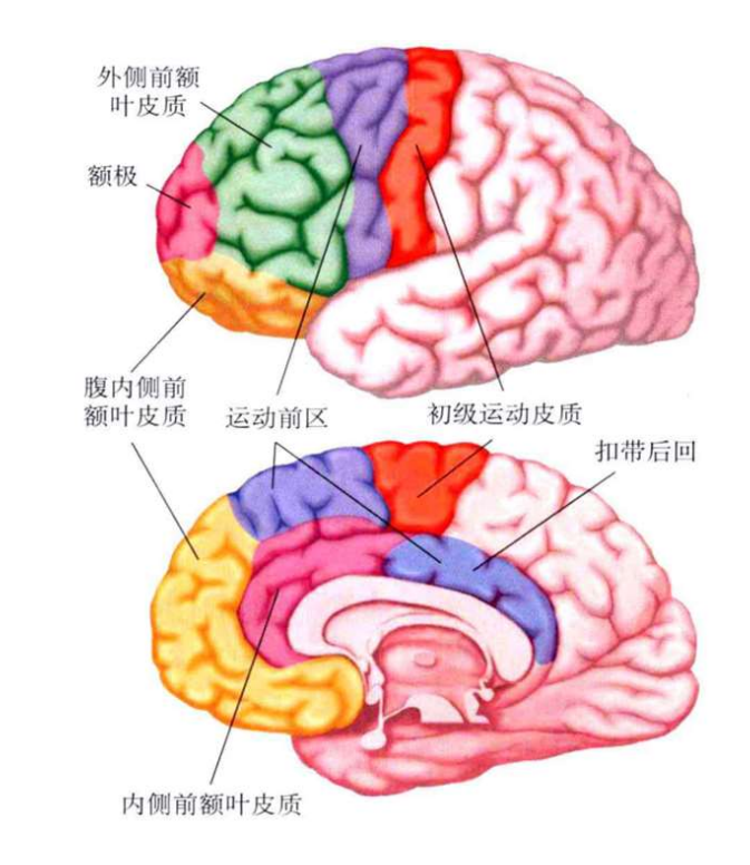 人脑的基本结构和功能 - 知乎