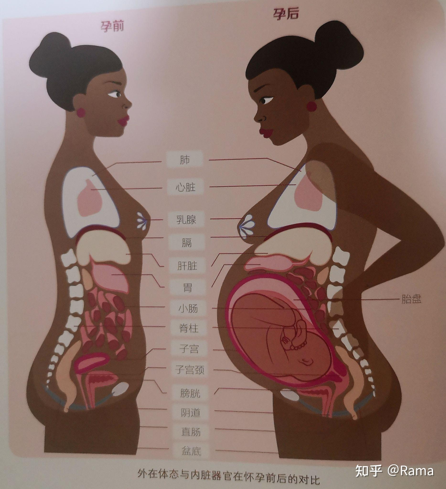 孕妇体型变化图图片
