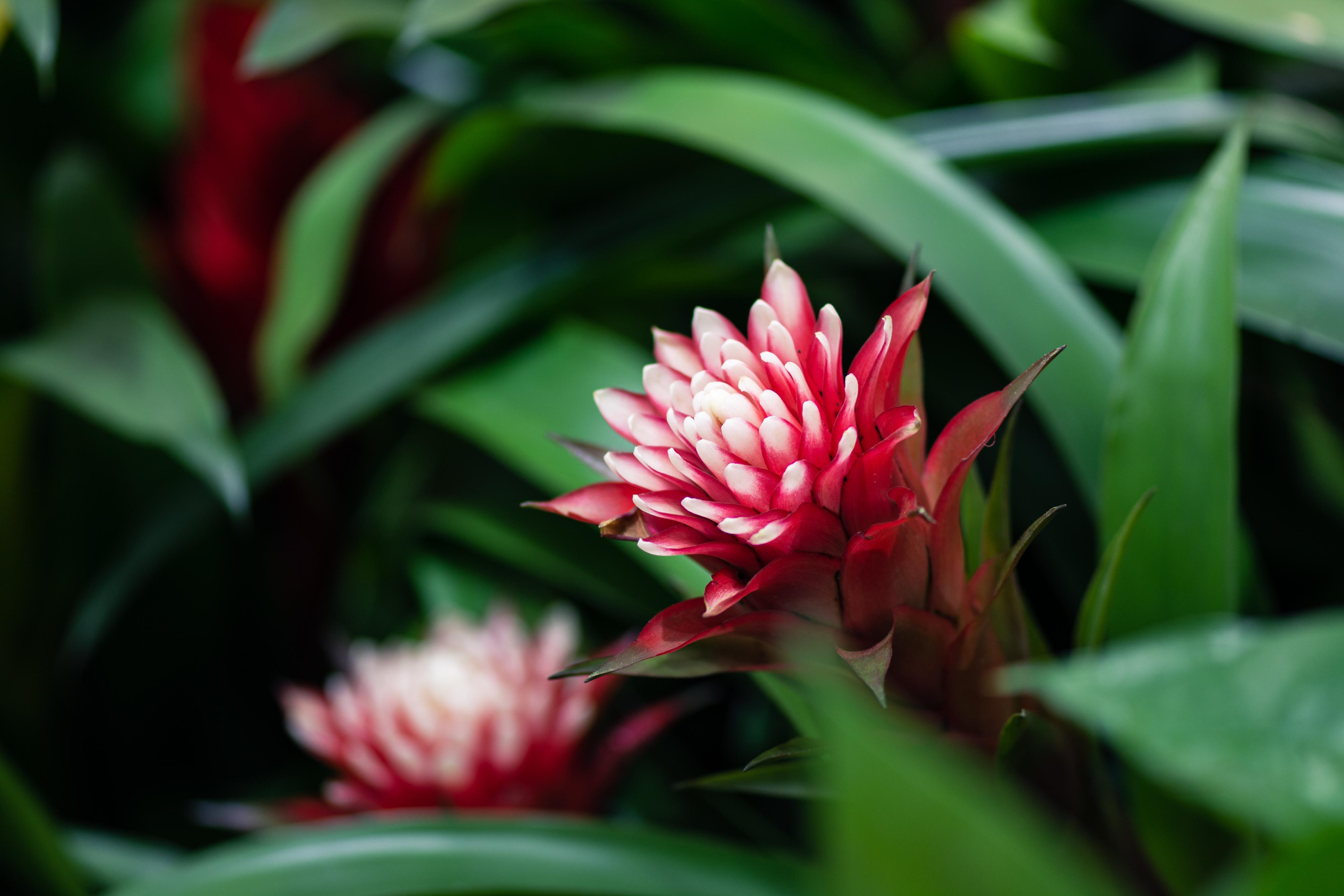 植物园之行第十二季水塔花下