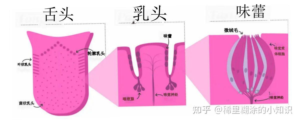 科学解读舌头的真实功能 - 知乎