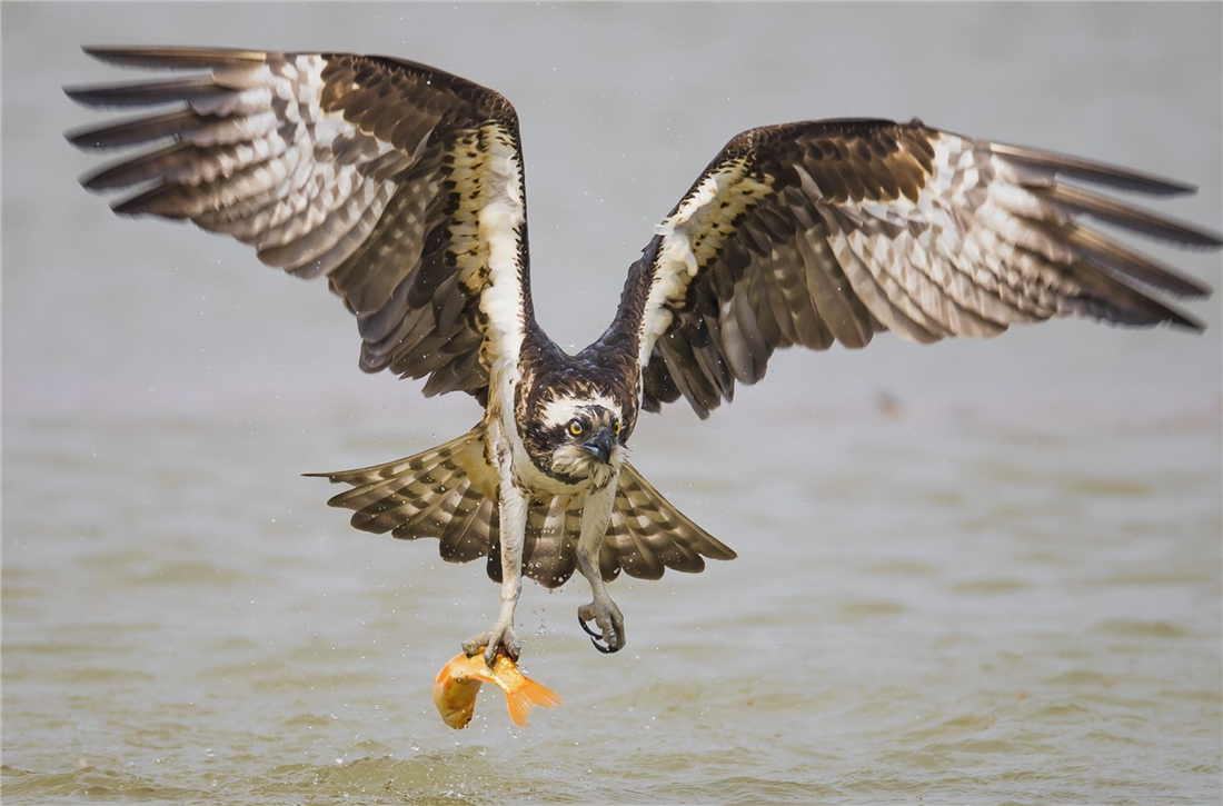 它们食物的90%以上,一年可捕300-600公斤鱼,抓到最大鱼重达2公斤左右