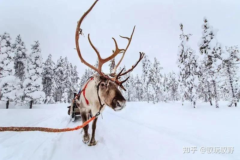 尋找聖誕老人的馴鹿去雪地越野要怎麼做