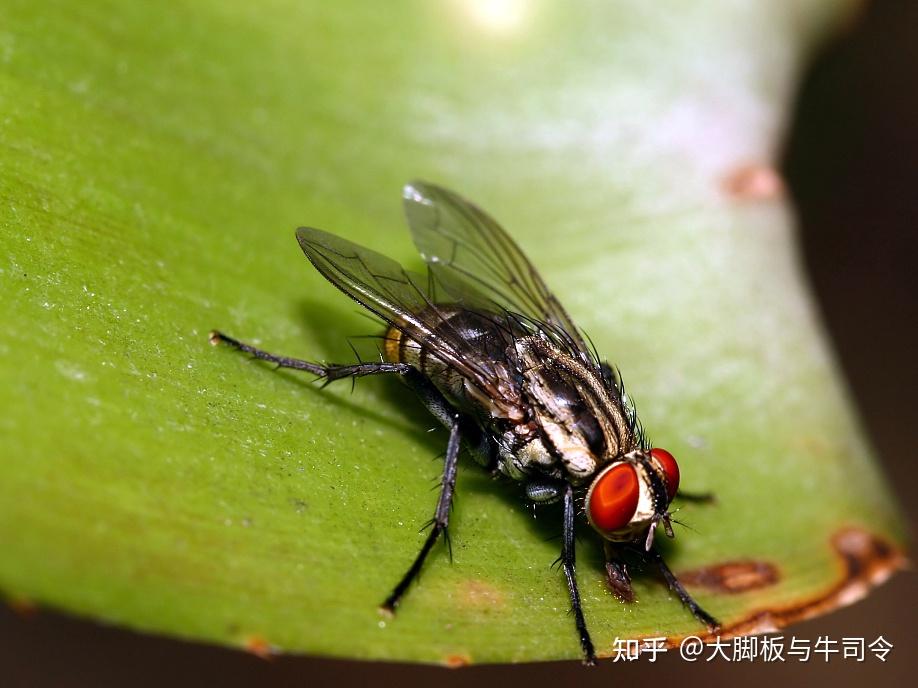 牧场除掉它 健康你我它 - 知乎