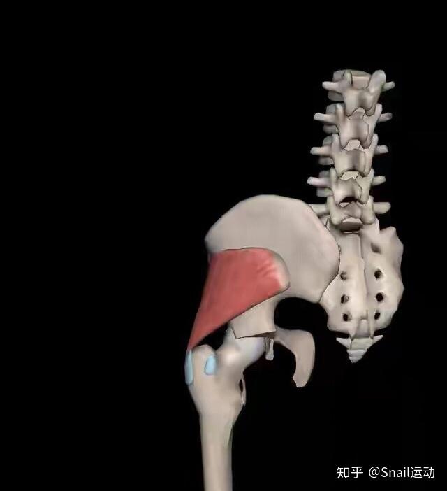 起自髋骨外面和骶骨背面,纤维斜向外下,覆盖大转子,止于股骨的臀肌