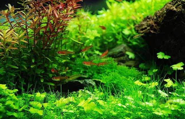 观赏鱼冷知识 虽然鱼缸养水草好处多 可也有3个弊端你了解吗 知乎 观赏鱼冷知识 虽然鱼缸养水草好处多 可也有3个弊端你了解吗 知乎