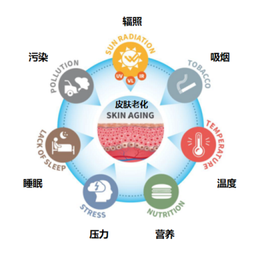 细胞外基质:揭开皮肤衰老的秘密 - 知乎
