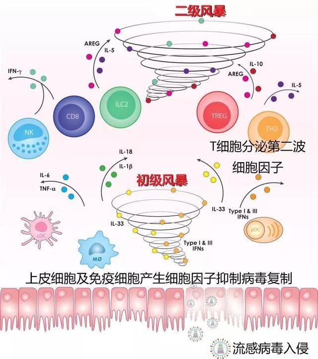 期,如噬血細胞性淋巴組織細胞增生症(hlh),巨噬細胞活化綜合徵(mas)