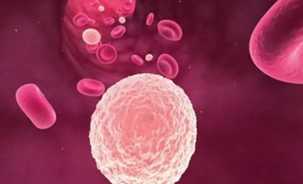 白细胞突然增多是发炎了还是白血病