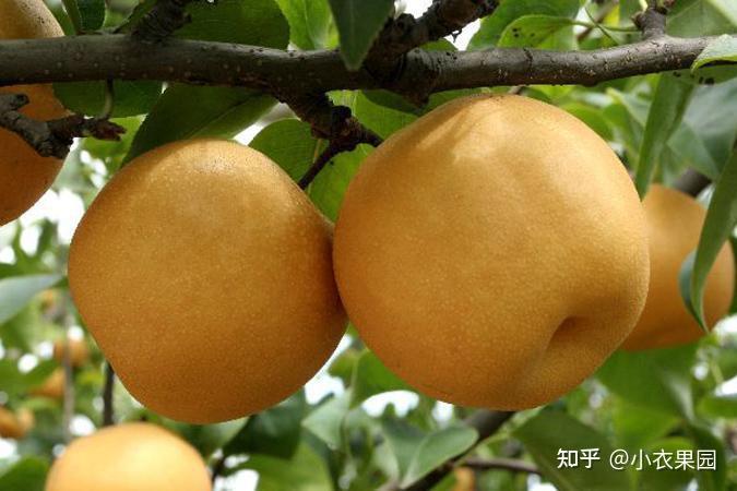 秋月梨:即将上市的秋季美味 - 知乎