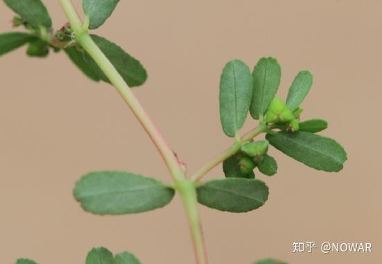 千根草和地錦草及通奶草的區別