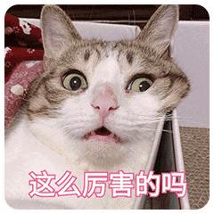 动图封面